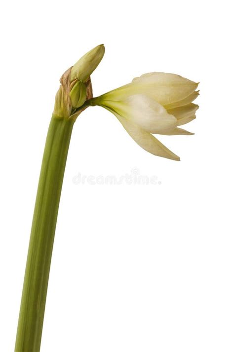 Double Hippeastrum Amaryllis Marquis Colibri Group On A White