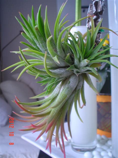 Tillandsia Ionantha Free Stock Photo Public Domain Pictures