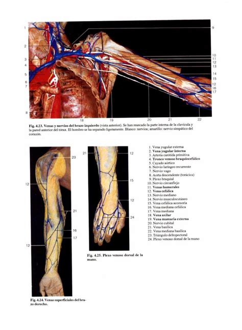 Pdf Atlas Fotogr Fico De Anatom A Del Cuerpo Humano Dokumen Tips