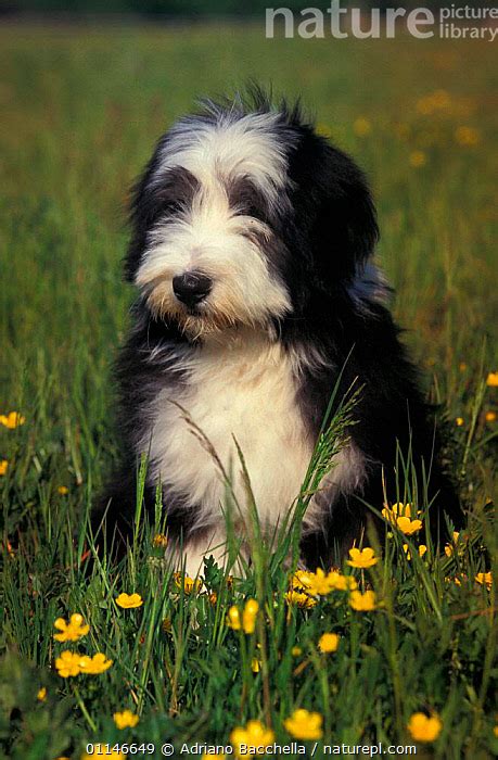 Bearded Collie Puppies