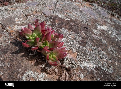 Powdery Liveforever Or Bluff Lettuce Dudleya Farinosa A Wild