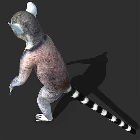 Ring Tailed Lemur 3d Model Rigged Max Obj Fbx Ma Mb