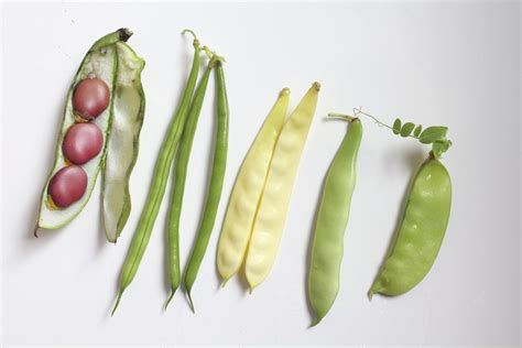 Types Of Bean Plants To Grow Learn About Different Varieties Of Bean Plants Gardening Know How