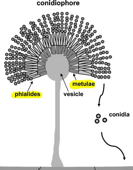 Terminology Related to Morphologic Features of Molds | Medical ...