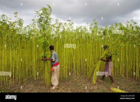 Harvesting Jute At Faridpur In Bangladesh Stock Photo Alamy