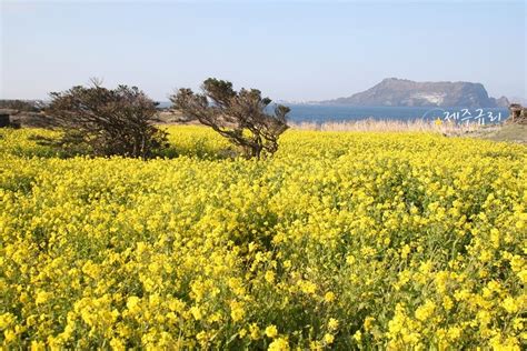 제주도 유채꽃 피는 시기 And 3월 4월 유채꽃 피는 장소 네이버 블로그