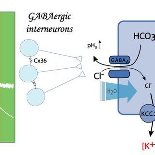 Depolarisation-induced suppression of GABA release. The postsynaptic... | Download Scientific ...