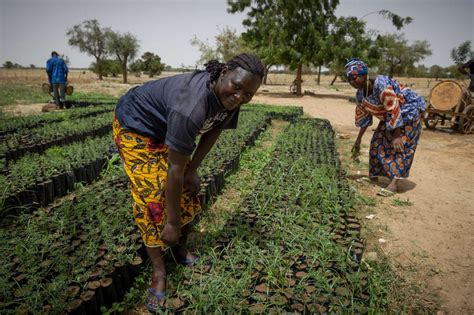 Promouvoir Un Sahel Vert Et Durable SOS SAHEL