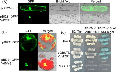 Subcellular Localization And Transcriptional Activation Function Of Download Scientific Diagram