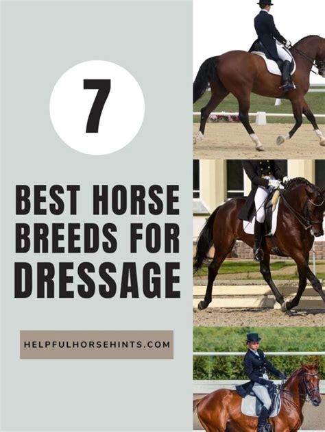 Best 7 Horse Breeds For Dressage - Helpful Horse Hints