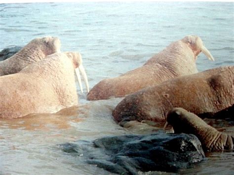 Walrus – "OCEAN TREASURES" Memorial Library