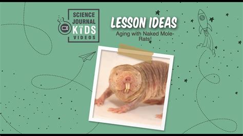 Naked Mole Rats Dna Build Extraction Labs Phenotypes Aging