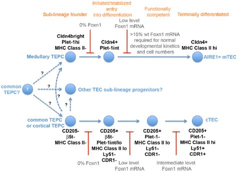 Foxn1 Regulation Of Te Lineage Development Model Of Cellular