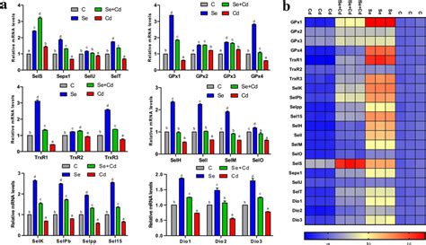 The Effect Of Cd And Sey On The Expression Of Selenoprotein A The