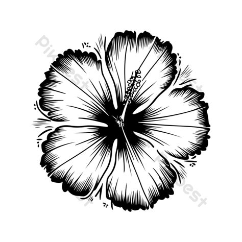 Hibiscus Flower Vector Illustration With Line Art Png Images Eps Free Download Pikbest