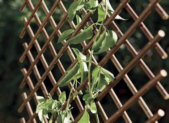 Willow Trellis Treillis En Osier Nortene