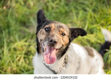 Happy Mutt Dog Portrait Stock Photo 1204519132 | Shutterstock