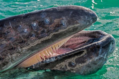 Las ballenas tienen dientes o solo barbas Descubre la verdad aquí