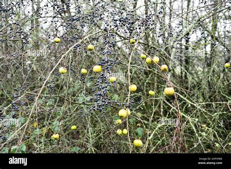 Sloe Bush Prunus Spinosa With Fruit In Winter And Apples Malus