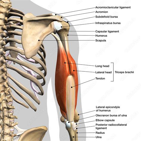 Tricep Muscle Anatomy