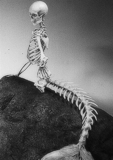 Mermaid Skeleton Mermaid Skeleton Mermaid Skull