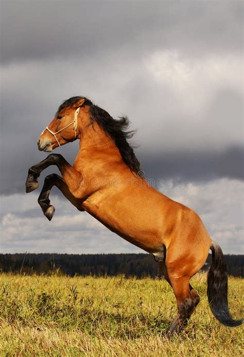 Prancing Stallion Stock Image Image Of Young Golden 11311483