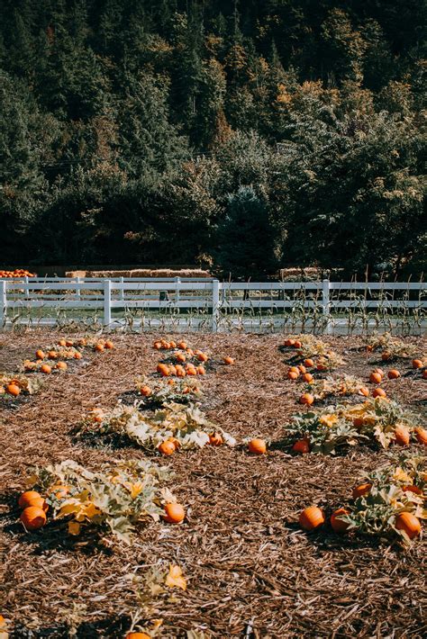 The Prettiest Pumpkin Patch You Ever Saw Spirit Halloween Halloween