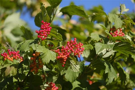 Baie Beerenbaum Fruit Photo Gratuite Sur Pixabay Pixabay