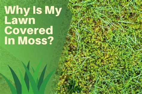 Why Is My Lawn Covered In Moss How To Remove And Prevent Moss Regrowth