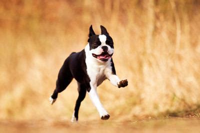 Boston Terrier Training Method, Session and Schedule