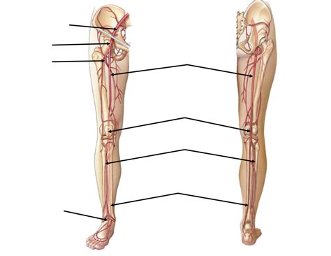 Endo And Cardio Practical Lower Limb Arteries BIO 122 Parkland