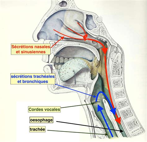 Anatomie Du Nez Et Des Sinus Le Blog De L Orl