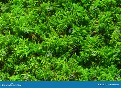 Bright Green Moss Stock Image Image Of Moss Environment 3000343