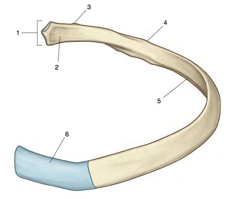 Bones Of The Axial Skeleton Ribs Diagram Quizlet