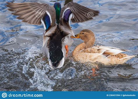 Two Ducks In The Water Stock Photo Image Of Waterfowl 230431594