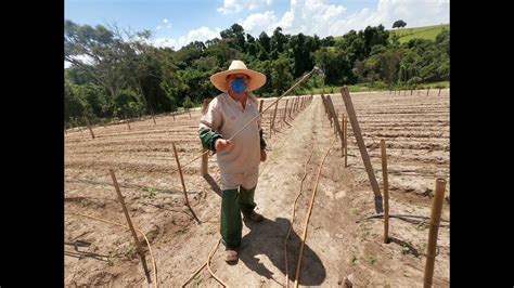 Passando Herbicida Na Terra De Tomate Antes Do Plantio Youtube