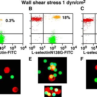 Selectin Conformational Changes Regulated By An Interdomain Hinge A