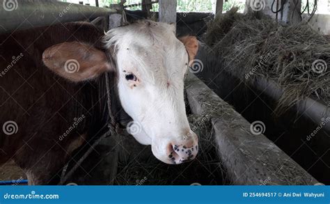 White Brown Cow on Barn in the Farm Village Stock Image - Image of ...