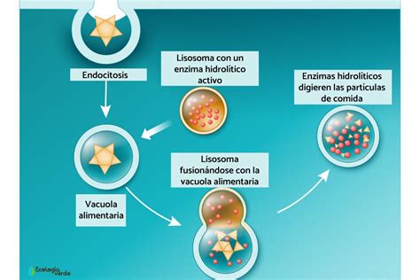 Lisosomas Definición Características Y Función Resumen