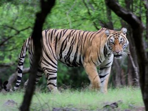 Pilibhit Tiger Reserve In Uttar Pradesh India Uttar Pradesh Flora And Fauna Tiger