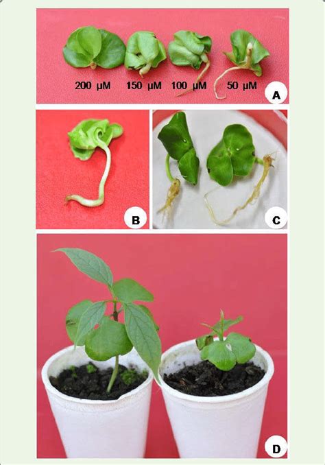 A Three Week Old BAP Treated Oroxylum Indicum Seedlings Showing