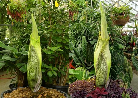 Musty Growing Fast Amorphophallus Titanum Cal Poly Ca A Photo On