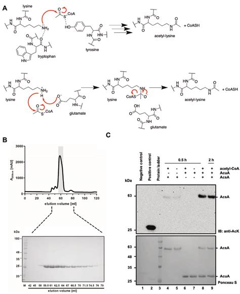 Enzymatic Lysine Acetylation Assay Exemplified By The Lysine Download Scientific Diagram