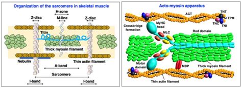 Overview Of The Sarcomeric Structure And The Contractile Acto Myosin