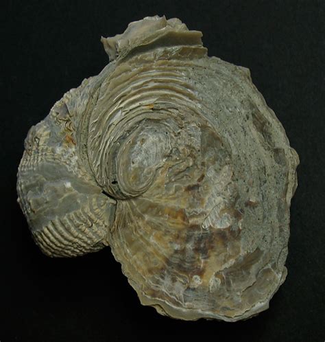 Louisville Fossils and Beyond: Exogyra Pelecypod Fossil