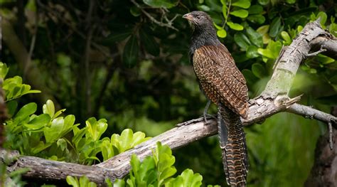 Pheasant Coucal - BirdLife Australia