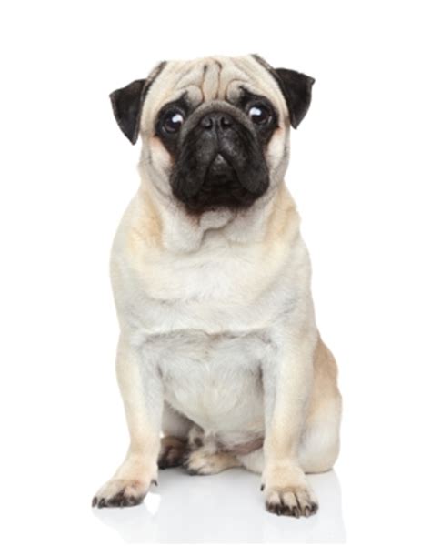 Dog breeds Pug | Breed Rankings and Buying Advice in AnimalsSale.com