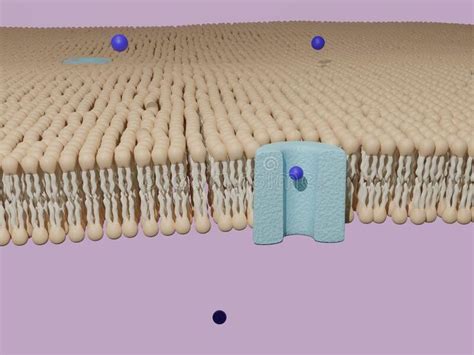 Molecule Passing Through A Protein Channel At A Lipid Bilayer Cell