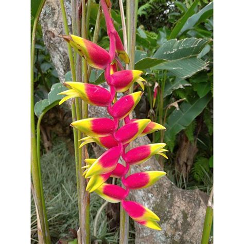 Jual Bunga Pisang Pisang Pisangan Heliconia Minim Order Pohon