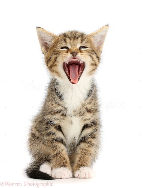 Tabby kitten sitting and yawning photo WP42149